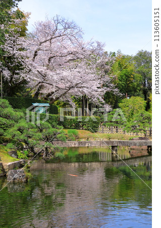 Okayama Korakuen: Cherry blossoms and carp reflected in the pond Okayama Korakuen: Cherry blossoms and carp reflected in the pond 113605151