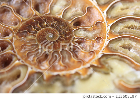 ammonite fossil texture 113605197