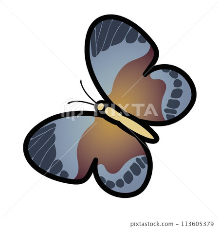 Butterfly illustration 113605379