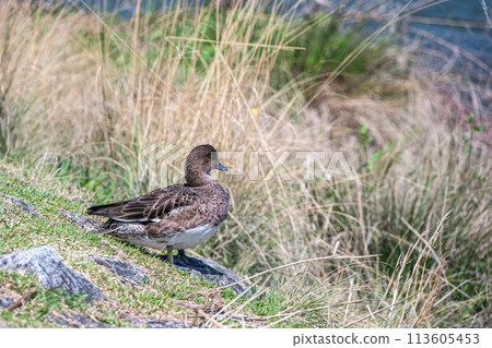 鴨川上的 Wigeon 113605453
