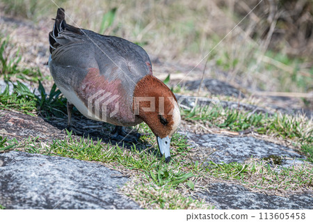Wigeon 啄食野花 113605458