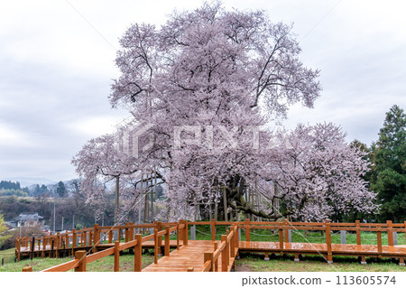 Cherry blossoms in Tozumi Cherry blossoms in Tozumi 113605574