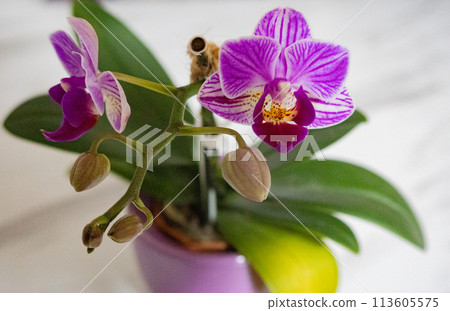 Miniature Phalaenopsis orchid flowers starting to bloom Miniature Phalaenopsis orchid flowers starting to bloom 113605575