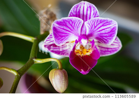 迷你蝴蝶蘭花開始綻放 113605589