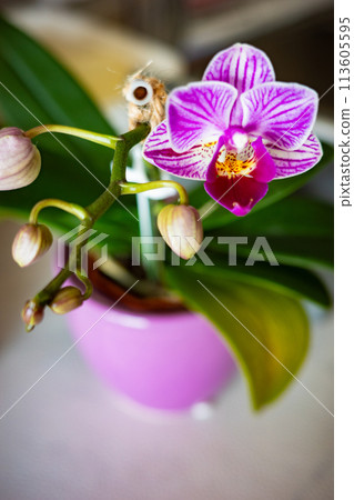 Miniature Phalaenopsis orchid flowers starting to bloom 113605595