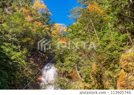 (Nagano Prefecture) Sanbontaki Falls at Norikura Highlands where autumn leaves begin to fall 113605748