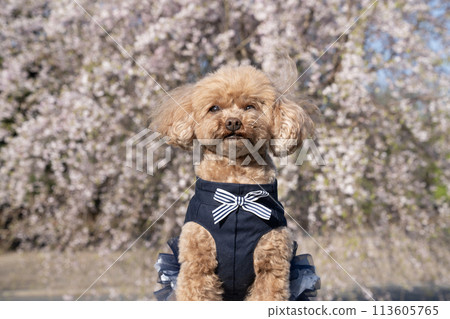 A bust shot of a smiling toy poodle and a weeping cherry tree in full bloom 113605765