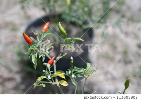 Chili cultivation Chili cultivation 113605902
