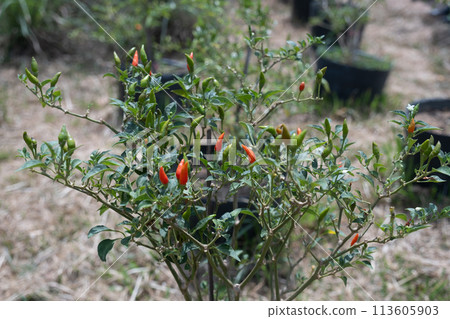 Chili cultivation 113605903