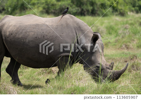 rhino in Uganda 113605907