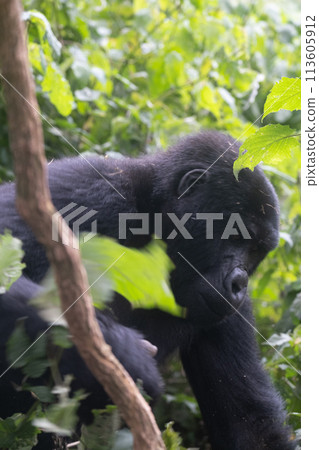 silverback Mountain Gorilla, Uganda silverback Mountain Gorilla, Uganda 113605912