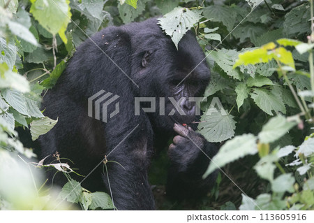 silverback Mountain Gorilla, Uganda silverback Mountain Gorilla, Uganda 113605916