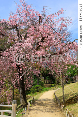 岡山後樂園 垂枝櫻花盛開 岡山後樂園 垂枝櫻花盛開 113605951