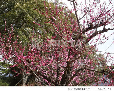 Tsukigase, Nara, a famous plum blossom spot Tsukigase, Nara, a famous plum blossom spot 113606264