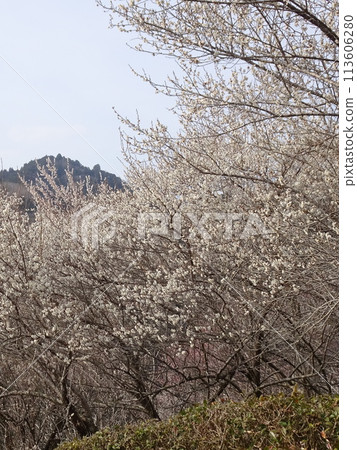 Tsukigase, Nara, a famous plum blossom spot Tsukigase, Nara, a famous plum blossom spot 113606280