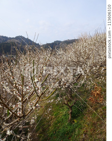 Tsukigase, Nara, a famous plum blossom spot 113606310