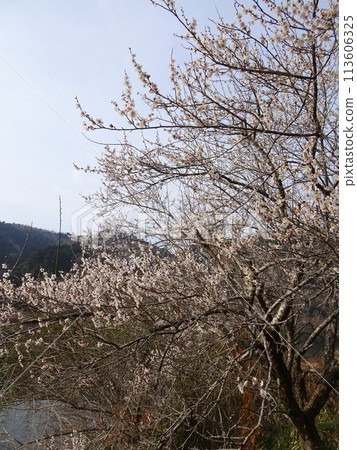 Tsukigase, Nara, a famous plum blossom spot Tsukigase, Nara, a famous plum blossom spot 113606325