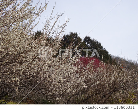 Tsukigase, Nara, a famous plum blossom spot Tsukigase, Nara, a famous plum blossom spot 113606331