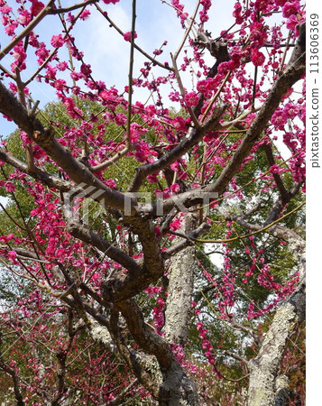 Tsukigase, Nara, a famous plum blossom spot Tsukigase, Nara, a famous plum blossom spot 113606369