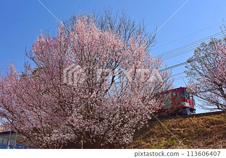 Spring in full bloom: Scenery with Ko-Higan cherry blossoms 113606407