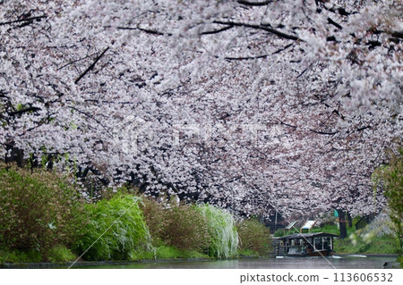 京都伏見10石井 113606532