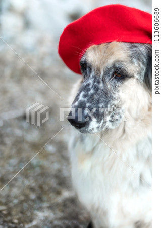 Big dog in bright red beret portrait close-up 113606689