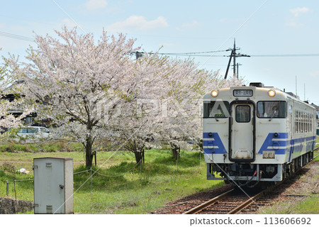 A row of cherry trees planted along the tracks at Hojo Railway Hokkeguchi Station and a Kiha 40 train in Gono Line colors 113606692