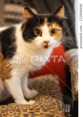 Tricolor cat close-up portrait indoors 113606696