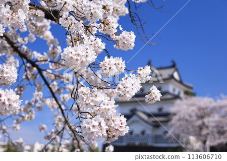 Cherry blossoms blooming at the ruins of Shibata Castle 113606710