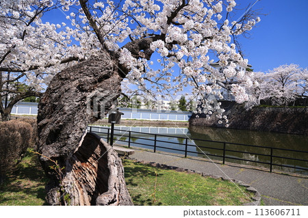 Cherry blossoms blooming at the ruins of Shibata Castle 113606711