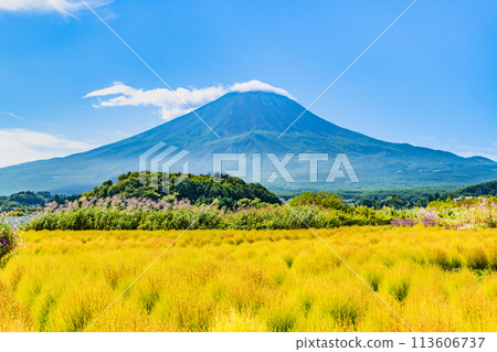 Mount Fuji in early autumn - Kochia at Oishi Park, Lake Kawaguchi 113606737