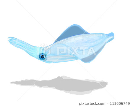 Illustration of squid (Bigfin reef squid) 113606749