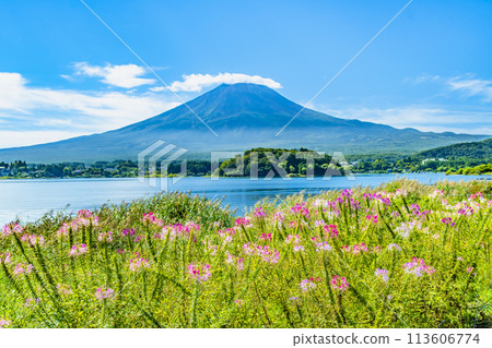 初秋的富士山~河口湖大石公園~ 初秋的富士山~河口湖大石公園~ 113606774