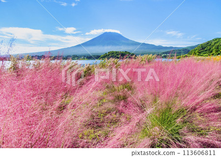 初秋的富士山～河口湖大石公園的Muhlenbergia～ 113606811