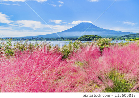 初秋的富士山~河口湖大石公園的Muhlenbergia~ 初秋的富士山~河口湖大石公園的Muhlenbergia~ 113606812