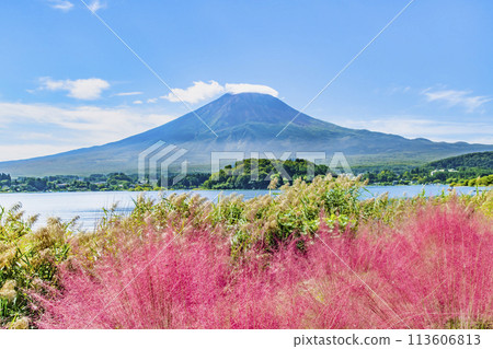 Mount Fuji in early autumn - Muhlenbergia at Oishi Park, Lake Kawaguchi 113606813