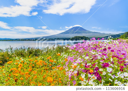 Mount Fuji in early autumn - Cosmos at Oishi Park, Lake Kawaguchi 113606916