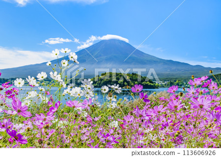 初秋的富士山～河口湖大石公園的波斯菊～ 113606926