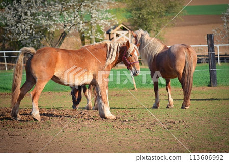 Beautiful horses in a corral on a farm in spring time. Breed - Hafling. Beautiful horses in a corral on a farm in spring time. Breed - Hafling. 113606992