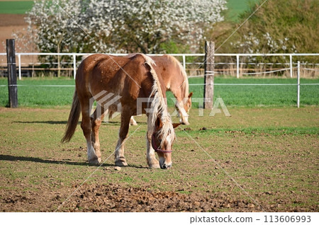 Beautiful horses in a corral on a farm in spring time. Breed - Hafling. Beautiful horses in a corral on a farm in spring time. Breed - Hafling. 113606993