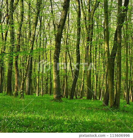 Nature - green background. Beautiful spring deciduous forest with trees and leaves. Relaxation and rest for the soul. Concept for ecology and nature. 113606996