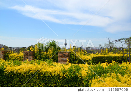 從種植黃芩的庭園看到的生命之塔（大阪鶴見綠地） 113607006