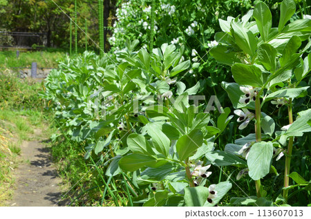 Broad beans growing Broad beans growing 113607013