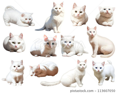 貓咪素材② PNG 貓咪素材② PNG 113607050