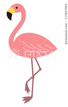 Flamingo illustration 113607063