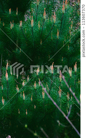 Close-up photo of fresh green pine tree 113607370
