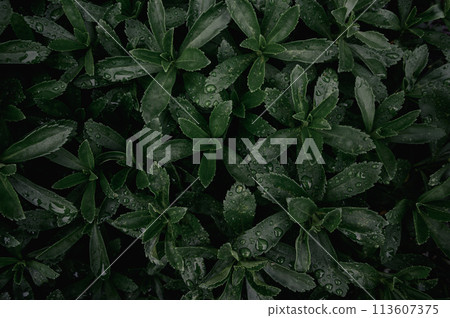 Macro photo of dark green leaves and raindrops Macro photo of dark green leaves and raindrops 113607375
