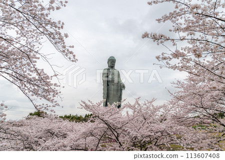 茨城縣：盛開的櫻花和牛久大佛 113607408