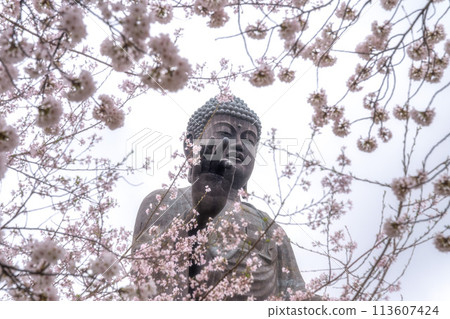 茨城縣：盛開的櫻花和牛久大佛 113607424