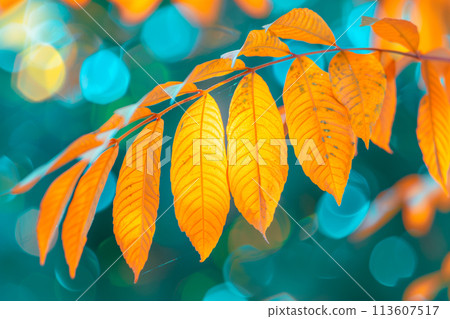Close-up shot of Autumn leaves with bokeh lights background, vibrant colors 113607517